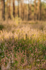 Close-up of violet wildflowers in a pine forest in summer