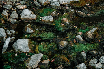 seaweed on the rocks