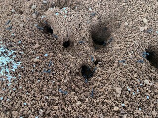 Ant house on ground grass. Ant hill or Ant colony nest made by digging mud from ground on a green grass lawn garden