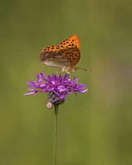 Kaisermantel Schmetterling