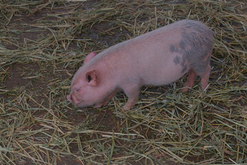 Miniature pig walking on dry straw