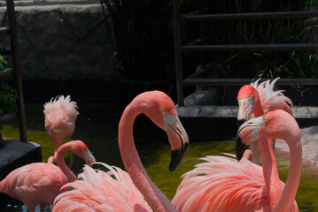 Close-up of a flamingo's head