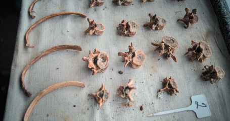 Close up of fossil specimen collection and professional tools lying on the table in archaeological laboratory. Bones, remains of ancient human or dinosaur skeleton. Artifact of antiquity. Archaeology.