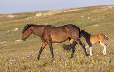 Wild Horse Mare and Foal in Summer in the Pryor Mountains Montana
