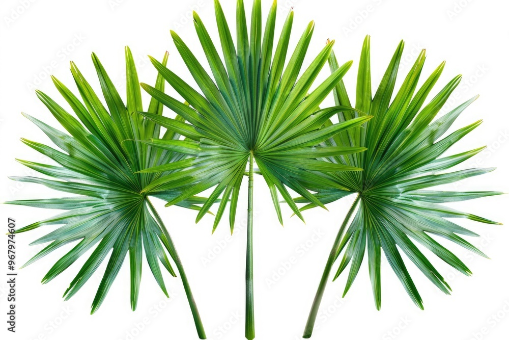 Aufkleber A trio of green palm trees stands against a clean white backdrop, perfect for use in designs where simplicity and elegance are key