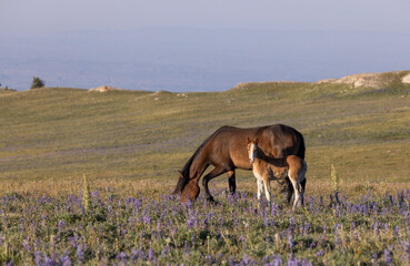 Wild Horse Mare and Foal in Summer in the Pryor Mountains Montana