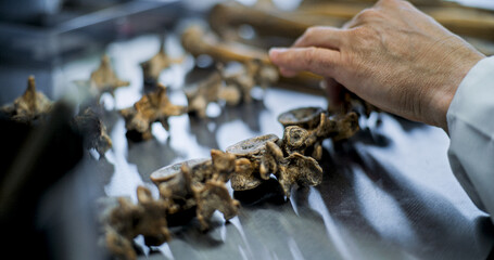 Close up of measuring bones of prehistoric human or animal using professional tool. Archaeologist...