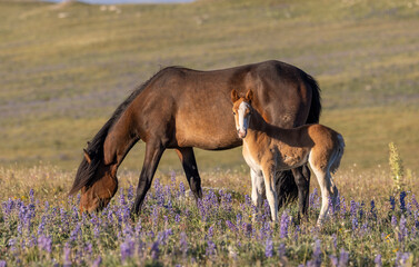 Wild Horse Mare and Foal in Summer in the Pryor Mountains Montana