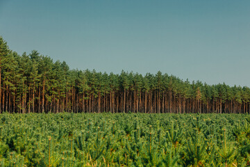 Pine trees, old in the background and young planted in the foreground, Europe, Poland