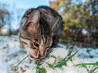 Bengal Cat licking snow