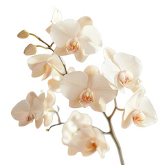 Obraz premium Delicate white orchid flowers arranged gracefully, showcasing their elegance and beauty in a minimalist style.