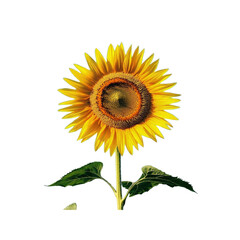Obraz premium Vibrant Yellow Sunflower on a Black Background