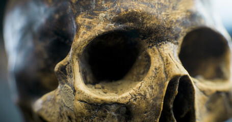 Skull of prehistoric man after excavation. Ancient fossil remains of extinct civilization during...