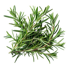 Fototapeta premium Fresh Rosemary Sprigs