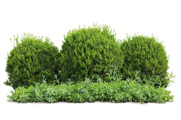 Fototapeta premium A collection of green bushes growing together in a row