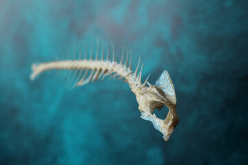 A Gilt-Head Bream axial skeleton on a beautiful deep blue-green (teal) background. Selective focus on the skull.