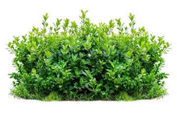 Fototapeta premium A single bush of green leaves on a white background