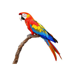 Fototapeta premium Scarlet Macaw Perched on Branch