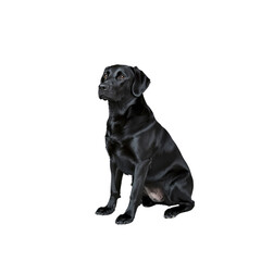 Obraz premium Black Labrador Retriever Dog Sitting and Looking Up