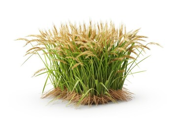 Obraz premium Close-up of tall grass on a white surface