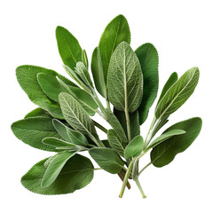 Obraz premium Fresh Sage Leaves for Cooking and Herbal Remedies | Aromatic Green Herb