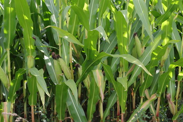 a cornfield with young corncobs