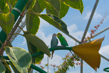 Australian budgies giving each other a kiss