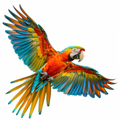Fototapeta premium parrot
