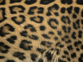 Leopard skin