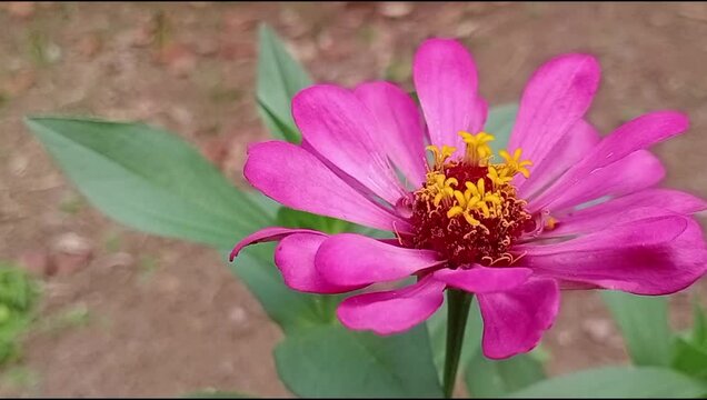 Close up pink flower zinnia elegant or ratna in garden