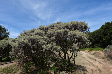 Obraz premium Edelweiss Blooms in Mountain Wilderness