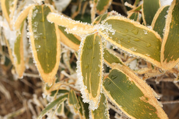 シダに積もった雪