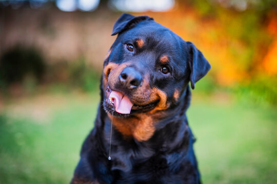 Close-up of a smiling pedigree Rottweiler with a bit of drool dripping from its mouth in a front yard. Captures the dog's playful, candid side, adding charm to its natural expression