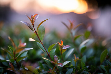 Close-up photograph of new tree sprouts silhouetted against the setting sun. Captures the beauty of growth and nature&rsquo;s renewal in warm, golden light.