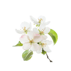 Fototapeta premium Delicate White Apple Blossoms on a Branch