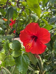 red hibiscus flower