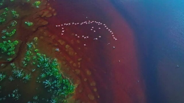 Aerial view of a flock of vibrant pink flamingos in tranquil wetlands, Progreso, Mexico.