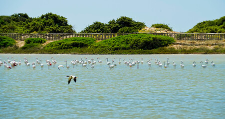 Riserva Naturale Salina Monaci, Torre Colimena,Taranto,Puglia,Italia