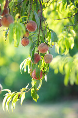  Ripe sweet peach fruits grow on a peach tree branch