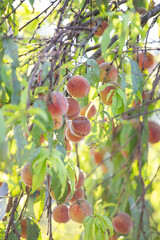  Ripe sweet peach fruits grow on a peach tree branch