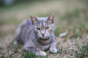 Relaxed and happy cat gets pleasure basking in the summer sun
