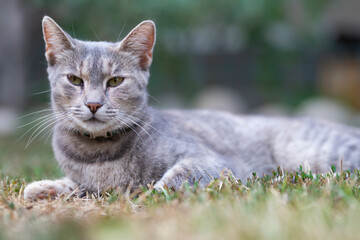 Relaxed and happy cat gets pleasure basking in the summer sun