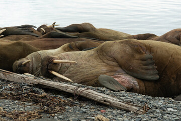 Morse, Odobenus rosmarus, Spitzberg, Svalbard, Norvège