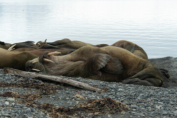 Morse, Odobenus rosmarus, Spitzberg, Svalbard, Norvège