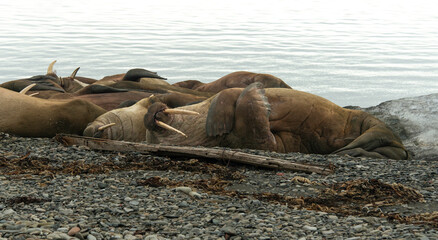 Morse, Odobenus rosmarus, Spitzberg, Svalbard, Norvège