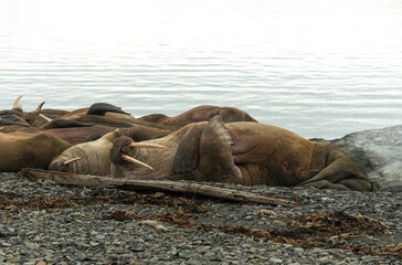 Morse, Odobenus rosmarus, Spitzberg, Svalbard, Norvège