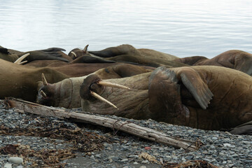 Morse, Odobenus rosmarus, Spitzberg, Svalbard, Norvège