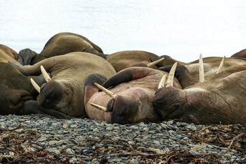 Morse, Odobenus rosmarus, Spitzberg, Svalbard, Norvège