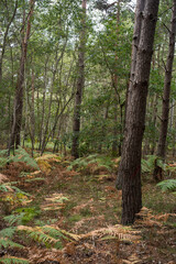 Fougère aigle, Pteridium aquilinum, Forêt de Sénart, Essonne, 91, France