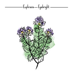 Medical Herbs vector illustration